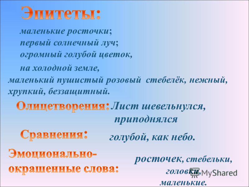Нежный маленький цветок Нежный маленький цветок