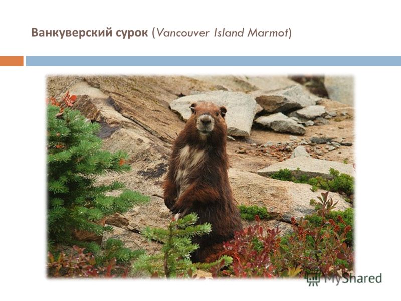 Ванкуверский сурок (Vancouver Island Marmot)
