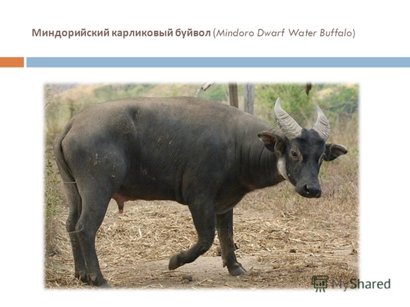 Миндорийский карликовый буйвол (Mindoro Dwarf Water Buffalo)