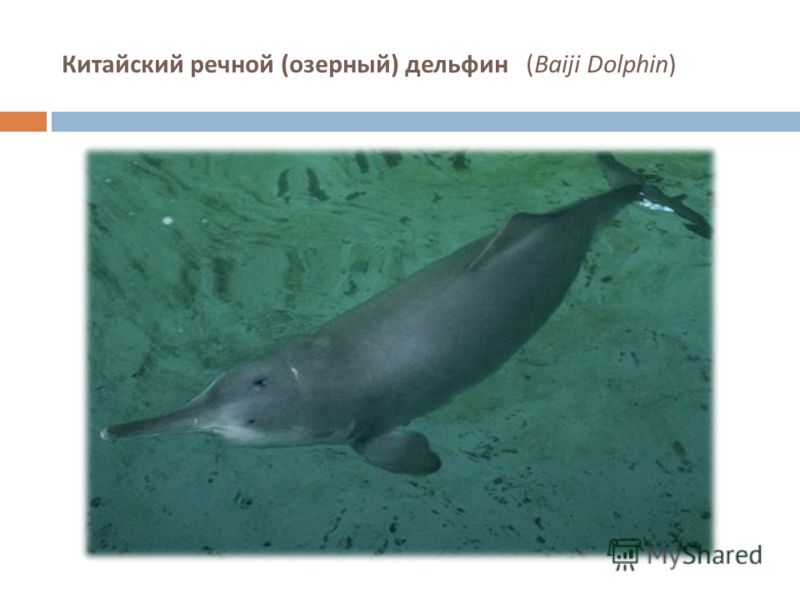 Китайский речной ( озерный ) дельфин (Baiji Dolphin)