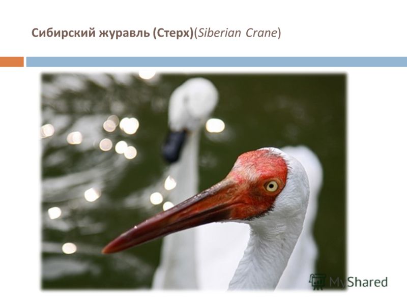 Сибирский журавль ( Стерх )(Siberian Crane)
