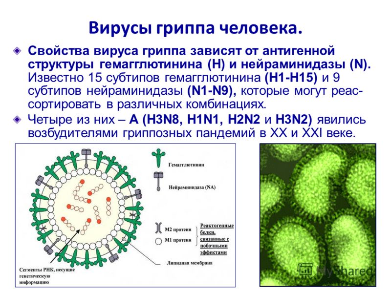 Вирусы гриппа человека. Свойства вируса гриппа зависят от антигенной структуры гемагглютинина (Н) и нейраминидазы (N). Известно 15 субтипов гемагглютинина (Н1-Н15) и 9 субтипов нейраминидазы (N1-N9), которые могут реас- сортировать в различных комбин