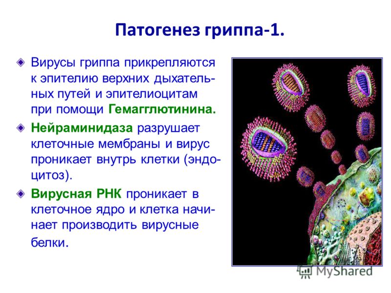 Вирусы гриппа прикрепляются к эпителию верхних дыхатель- ных путей и эпителиоцитам при помощи Гемагглютинина. Нейраминидаза разрушает клеточные мембраны и вирус проникает внутрь клетки (эндо- цитоз). Вирусная РНК проникает в клеточное ядро и клетка н