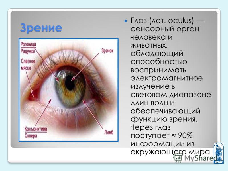 Зрение Глаз (лат. oculus) сенсорный орган человека и животных, обладающий способностью воспринимать электромагнитное излучение в световом диапазоне длин волн и обеспечивающий функцию зрения. Через глаз поступает 90% информации из окружающего мира