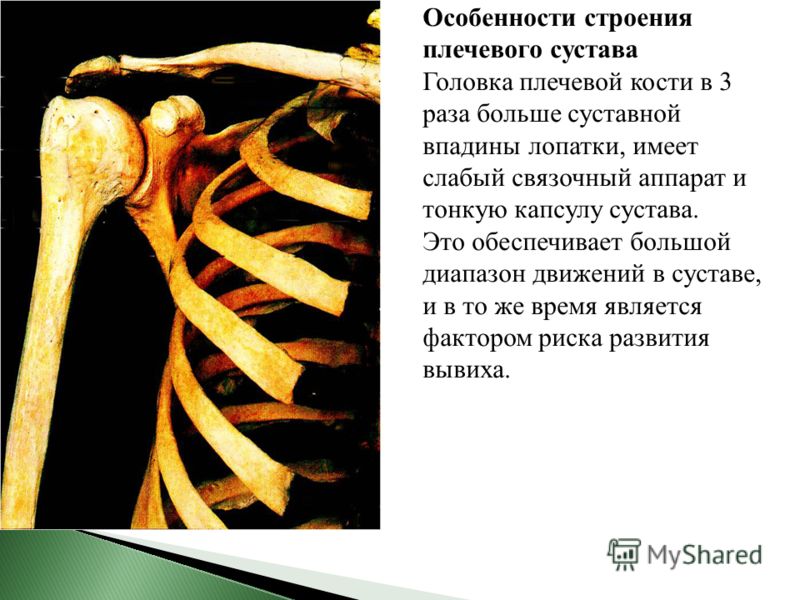 Особенности строения плечевого сустава Головка плечевой кости в 3 раза больше суставной впадины лопатки, имеет слабый связочный аппарат и тонкую капсулу сустава. Это обеспечивает большой диапазон движений в суставе, и в то же время является фактором 