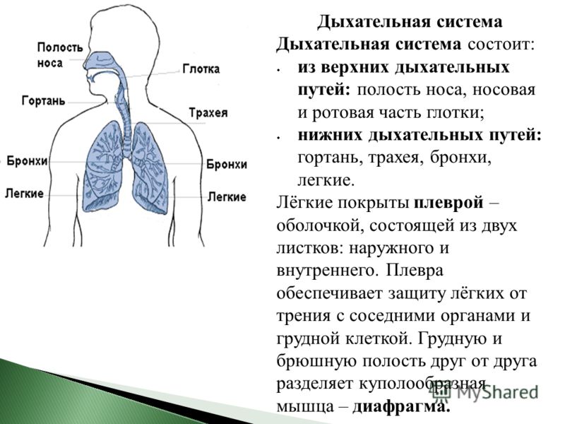 Дыхательная система Дыхательная система состоит: из верхних дыхательных путей: полость носа, носовая и ротовая часть глотки; нижних дыхательных путей: гортань, трахея, бронхи, легкие. Лёгкие покрыты плеврой – оболочкой, состоящей из двух листков: нар