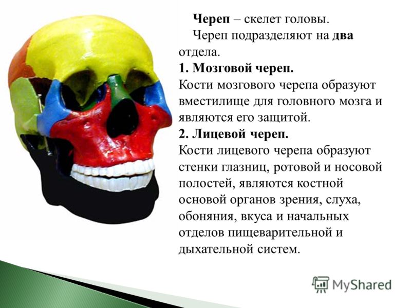 Череп – скелет головы. Череп подразделяют на два отдела. 1. Мозговой череп. Кости мозгового черепа образуют вместилище для головного мозга и являются его защитой. 2. Лицевой череп. Кости лицевого черепа образуют стенки глазниц, ротовой и носовой поло