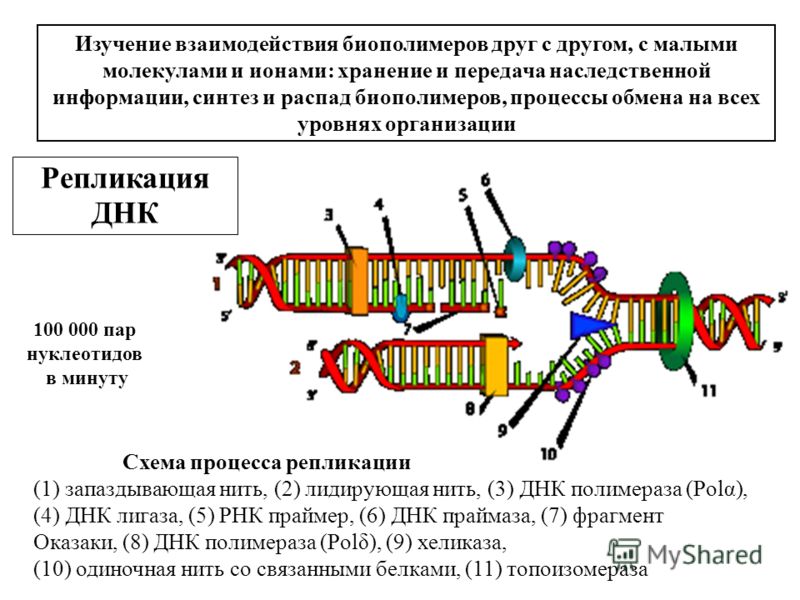 Процессы связанные с днк Процессы связанные с днк