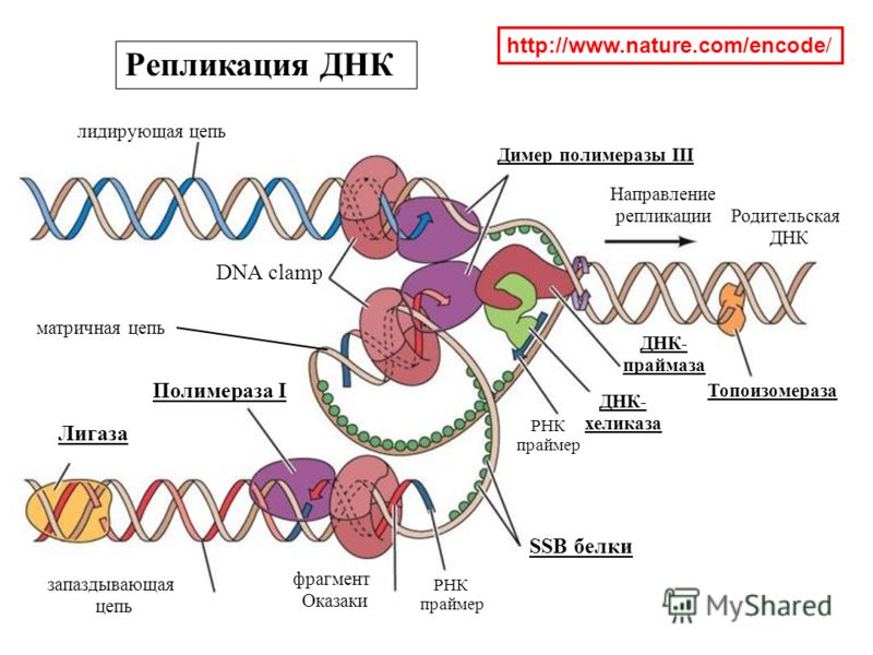 Топоизомераза ДНК- хеликаза ДНК- праймаза РНК праймер SSB белки РНК праймер фрагмент Оказаки запаздывающая цепь лидирующая цепь Лигаза Полимераза I DNA clamp Направление репликации Димер полимеразы III матричная цепь Родительская ДНК Репликация ДНК h