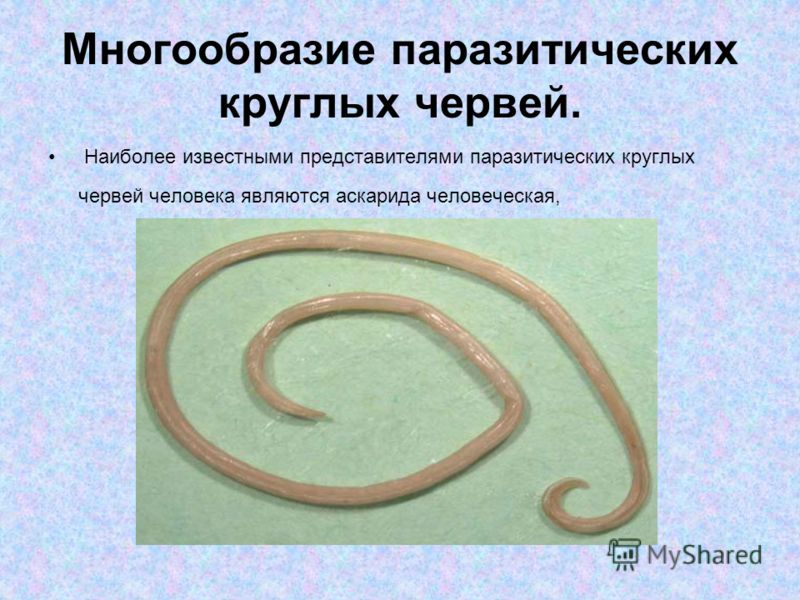 Многообразие паразитических круглых червей. Наиболее известными представителями паразитических круглых червей человека являются аскарида человеческая,