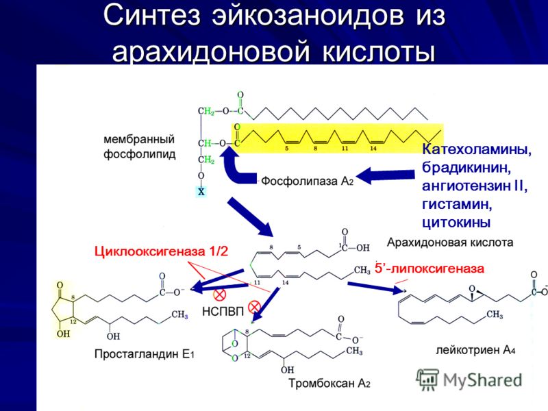 Синтез эйкозаноидов из арахидоновой кислоты Катехоламины, брадикинин, ангиотензин II, гистамин, цитокины Циклооксигеназа 1/2 5-липоксигеназа
