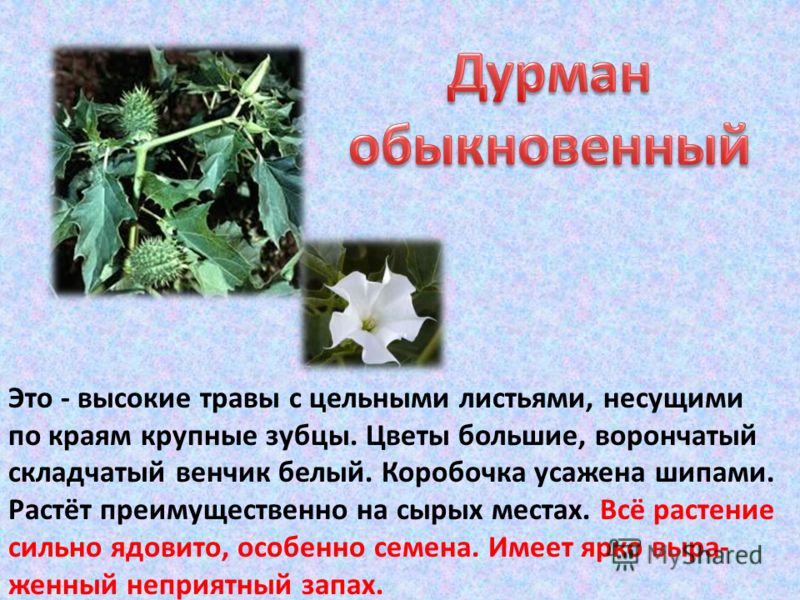 сладкий неприятный запах изо рта сладкий неприятный запах изо рта