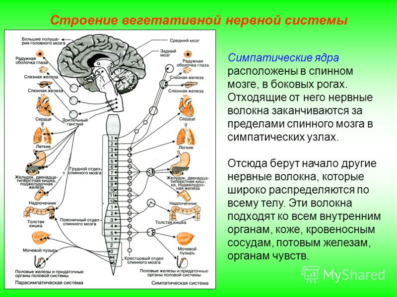 Строение вегетативной нервной системы Симпатические ядра расположены в спинном мозге, в боковых рогах. Отходящие от него нервные волокна заканчиваются за пределами спинного мозга в симпатических узлах. Отсюда берут начало другие нервные волокна, кото