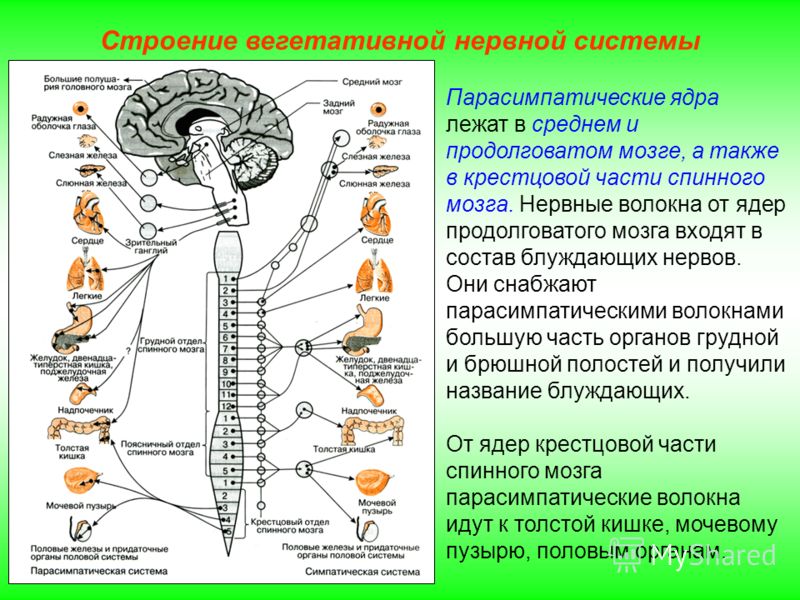 Строение вегетативной нервной системы Парасимпатические ядра лежат в среднем и продолговатом мозге, а также в крестцовой части спинного мозга. Нервные волокна от ядер продолговатого мозга входят в состав блуждающих нервов. Они снабжают парасимпатичес