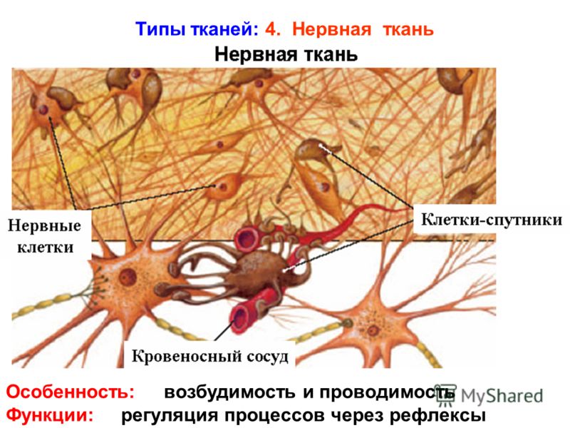 Типы тканей: 4. Нервная ткань Особенность: возбудимость и проводимость Функции: регуляция процессов через рефлексы
