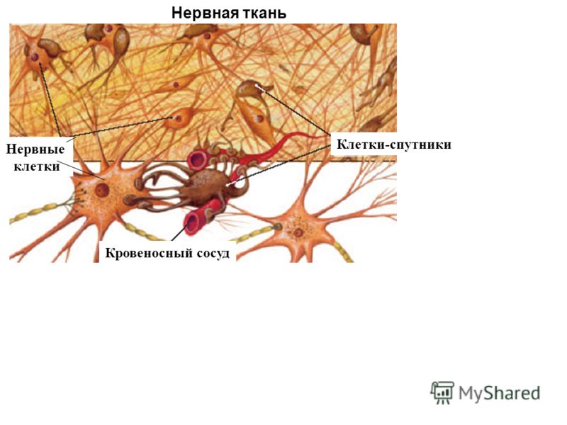 Нервная ткань Клетки-спутники Нервные клетки Кровеносный сосуд