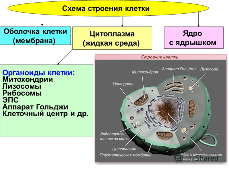 схема клетки строения