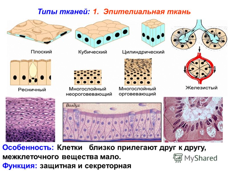 Почему человек ткани Почему человек ткани
