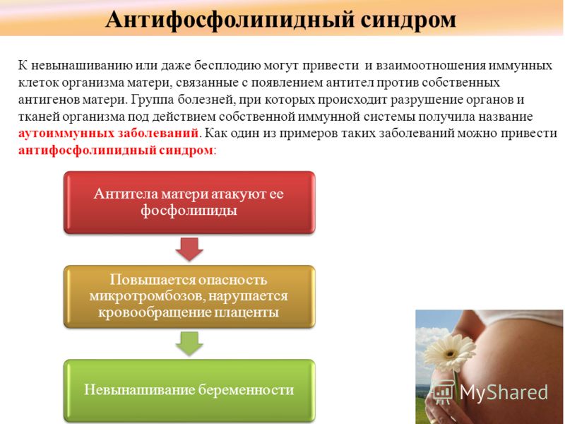 Беременность с фосфолипидным синдромом Беременность с фосфолипидным синдромом