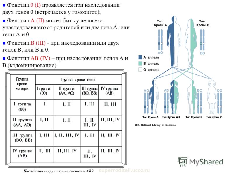 superroditeli.ucoz.ru Наследование групп крови системы АВ0 Фенотип 0 (I) проявляется при наследовании двух генов 0 (встречается у гомозигот); Фенотип А (II) может быть у человека, унаследовавшего от родителей или два гена А, или гены А и 0. Фенотип В