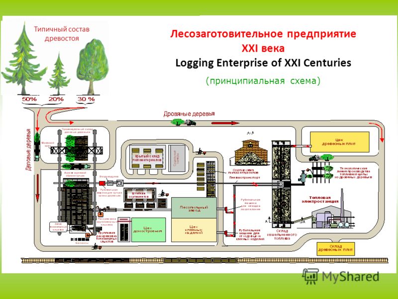 Типичный состав древостоя Лесозаготовительное предприятие XXI века Logging Enterprise of XXI Centuries (принципиальная схема)