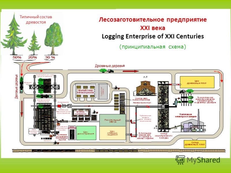 Типичный состав древостоя Лесозаготовительное предприятие XXI века Logging Enterprise of XXI Centuries (принципиальная схема)