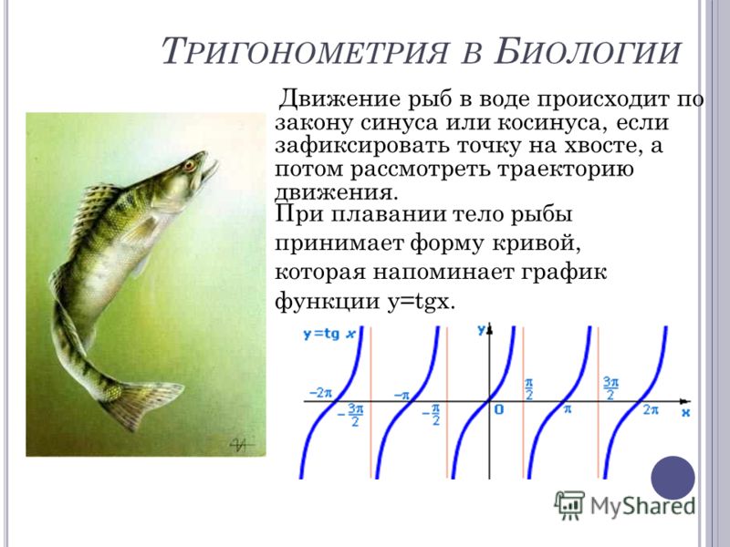 Движение рыб в воде происходит по закону синуса или косинуса, если зафиксировать точку на хвосте, а потом рассмотреть траекторию движения. При плавании тело рыбы принимает форму кривой, которая напоминает график функции y=tgx. Т РИГОНОМЕТРИЯ В Б ИОЛО