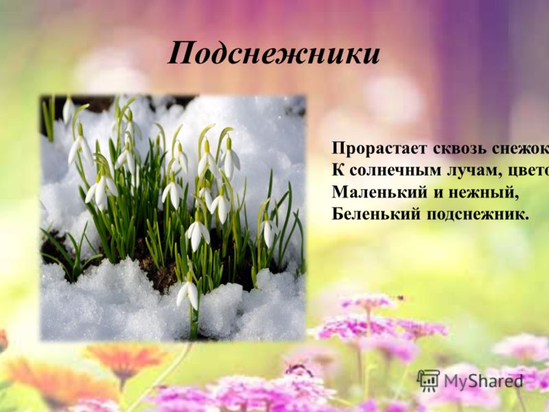 За подснежниками цитаты За подснежниками цитаты