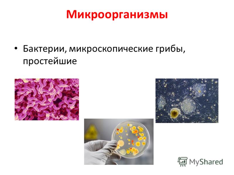 Микроорганизмы Бактерии, микроскопические грибы, простейшие