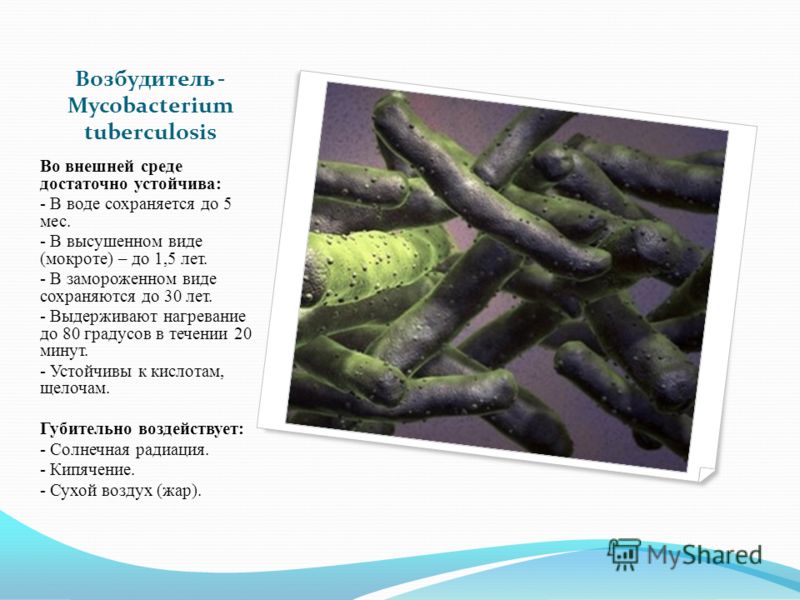 Возбудитель - Mycobacterium tuberculosis Во внешней среде достаточно устойчива: - В воде сохраняется до 5 мес. - В высушенном виде (мокроте) – до 1,5 лет. - В замороженном виде сохраняются до 30 лет. - Выдерживают нагревание до 80 градусов в течении 