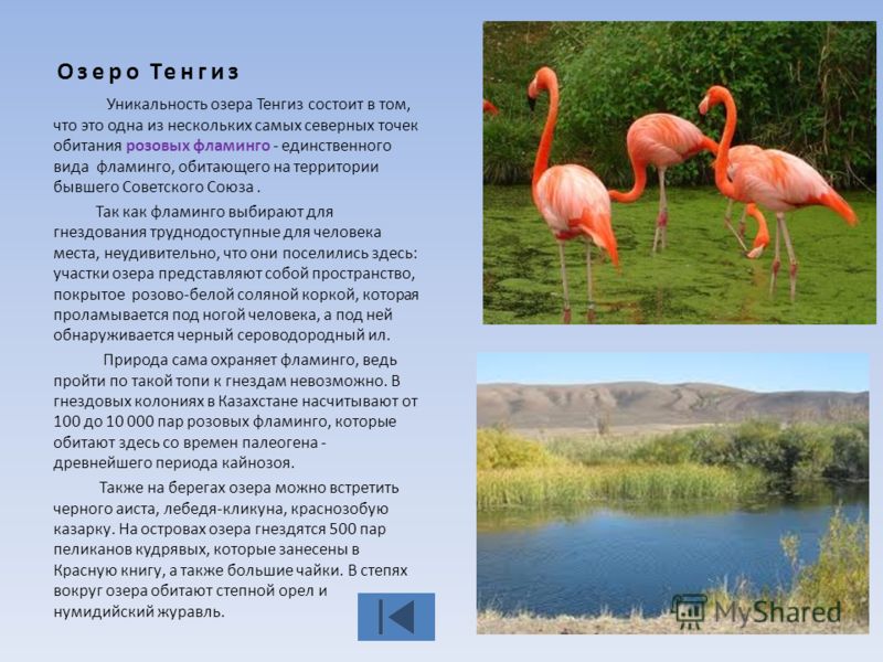 Озеро Тенгиз Уникальность озера Тенгиз состоит в том, что это одна из нескольких самых северных точек обитания розовых фламинго - единственного вида фламинго, обитающего на территории бывшего Советского Союза. Так как фламинго выбирают для гнездовани