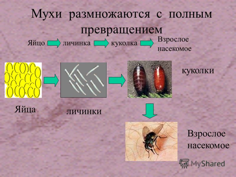 Мухи размножаются с полным превращением Яйцоличинкакуколка Взрослое насекомое Яйца личинки куколки Взрослое насекомое