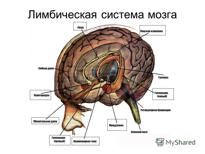 Лимбическая система мозга