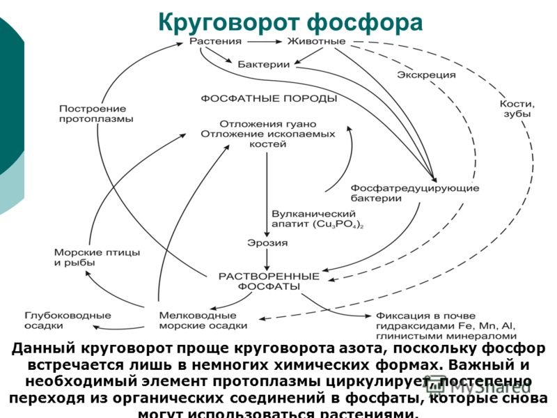 Круговорот фосфора
