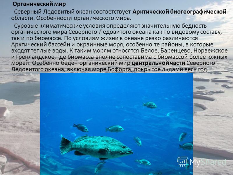 Картинки природы северного ледовитого океана Картинки природы северного ледовитого океана