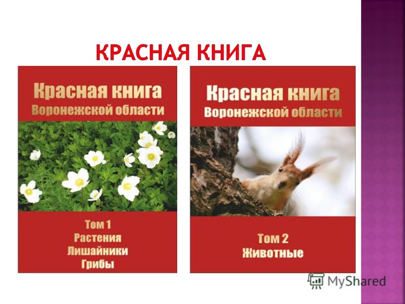 Красная книга растения россии скачать бесплатно