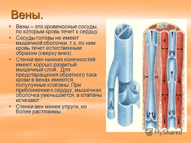 Вздутие вен на ногах у мужчин причины лечение