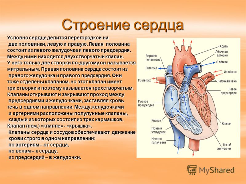 Скачать бесплатно презентацию строение и работа сердца