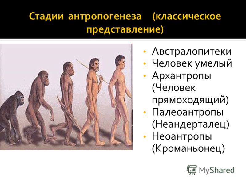 Схема от древнего человека к современному Схема от древнего человека к современному