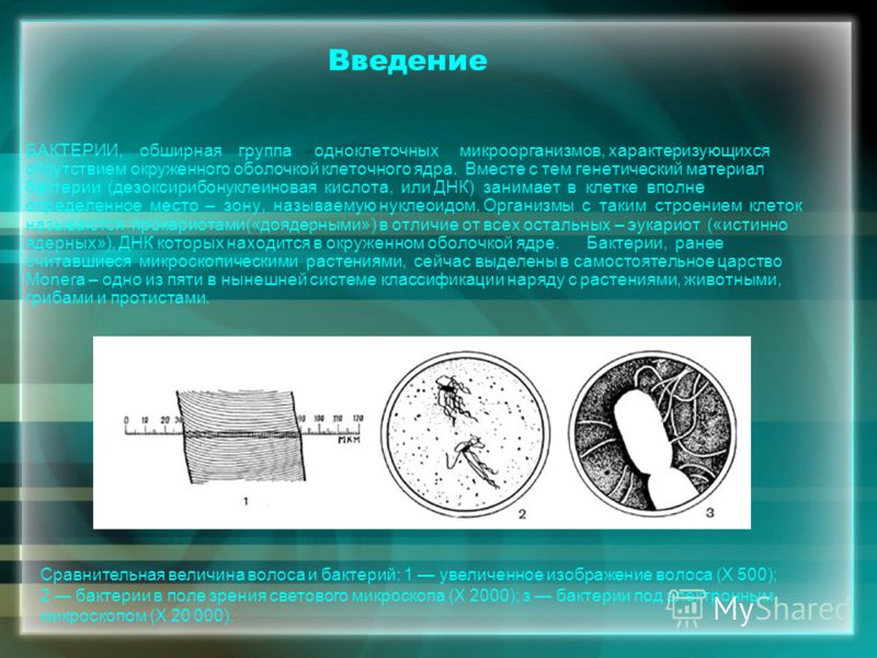 Реферат: Ядро и организмы