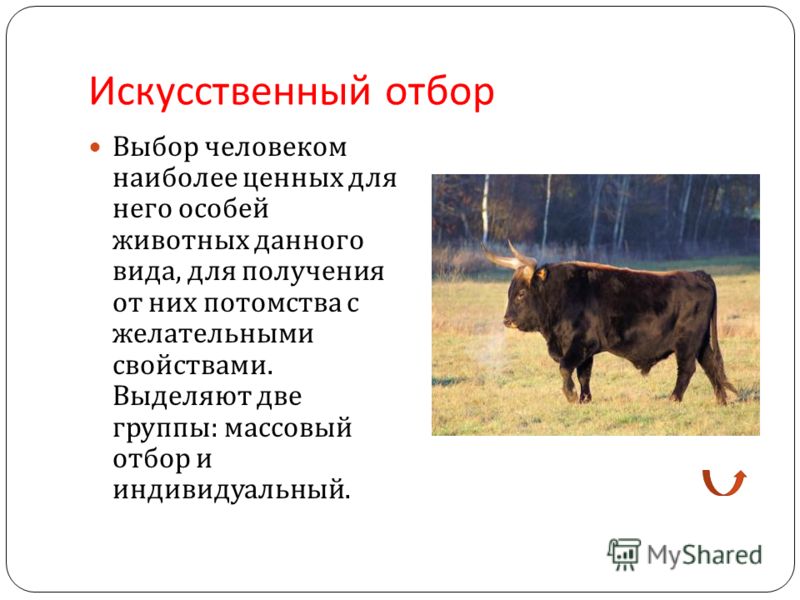 Стенд Методы селекции и биотехнологии купить по цене 5 906.25 р. Оснащение школ