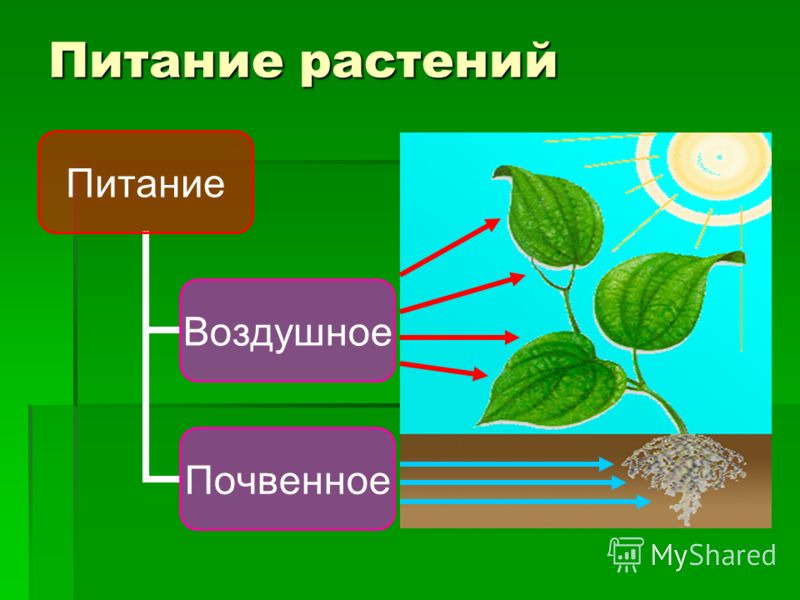 Конспект урока воздушное питание растений биология 6 класс