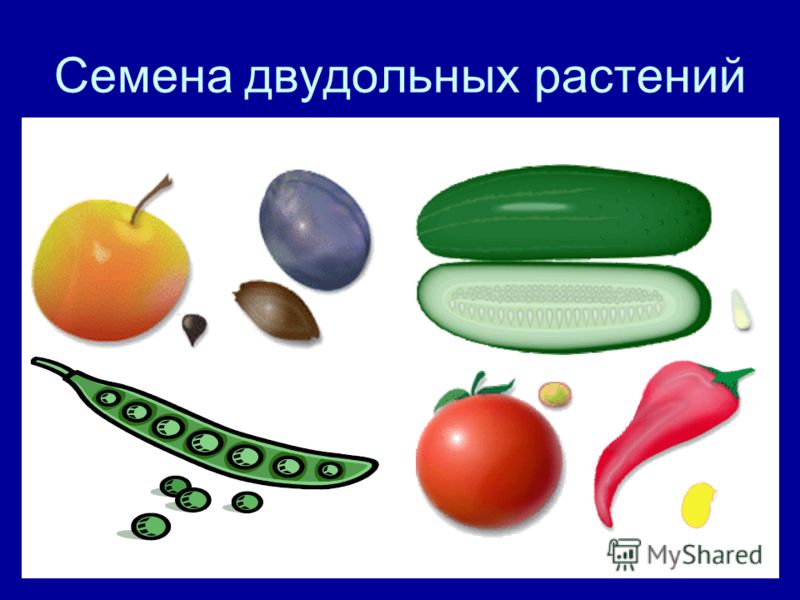 Семена растений с одной семядолей Семена растений с одной семядолей