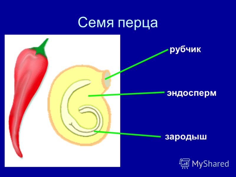 Скачать проект по теме перец 7 класс