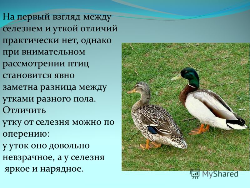 Как различить утку от селезня в домашних условиях Как различить утку от селезня в домашних условиях