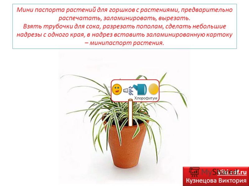 Зефирантес GlavDacharu