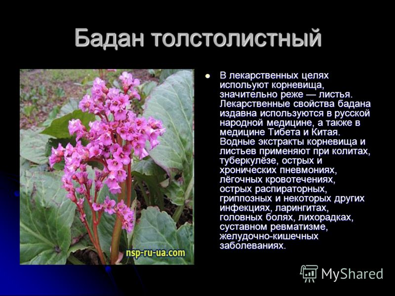 Бадан толстолистный фото и описание Фитостудия-63.ру