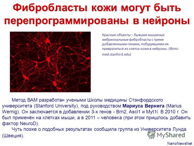 Фибробласты кожи могут быть перепрограммированы в нейроны Метод ВАМ разработан учеными Школы медицины Стэнфордского университета (Stanford University), под руководством Мариуса Вернига (Marius Wernig). Он заключается в добавлении 3-х генов - Brn2, As