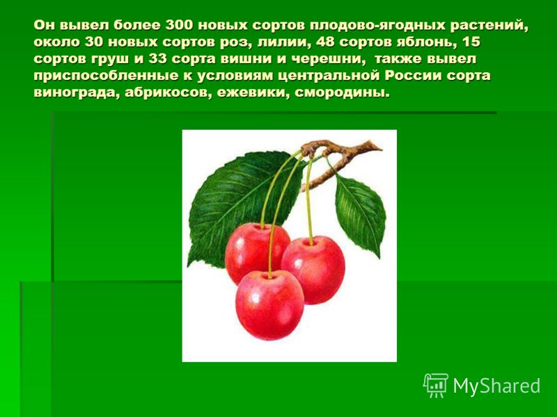 Как вывести свой сорт растения Как вывести свой сорт растения