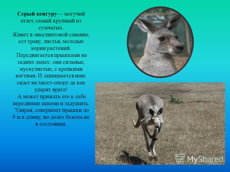 Новорождённые дети с зубами